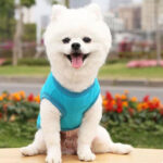 Pet Clothes Costume - Image 3