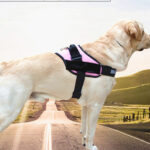 Pet harness and Rope - Image 3
