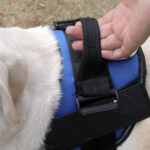 Pet Harness and Rope - Image 4