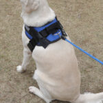 Pet Harness and Rope - Image 3